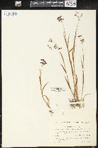 Luzula spadicea image