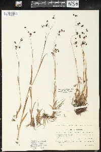 Luzula spadicea image