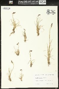 Luzula spicata image