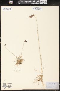 Luzula spicata image