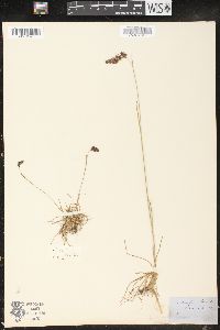 Luzula spicata image