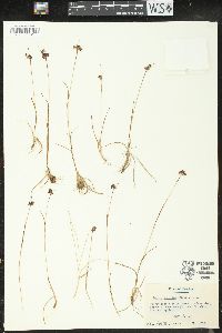 Luzula multiflora subsp. frigida image