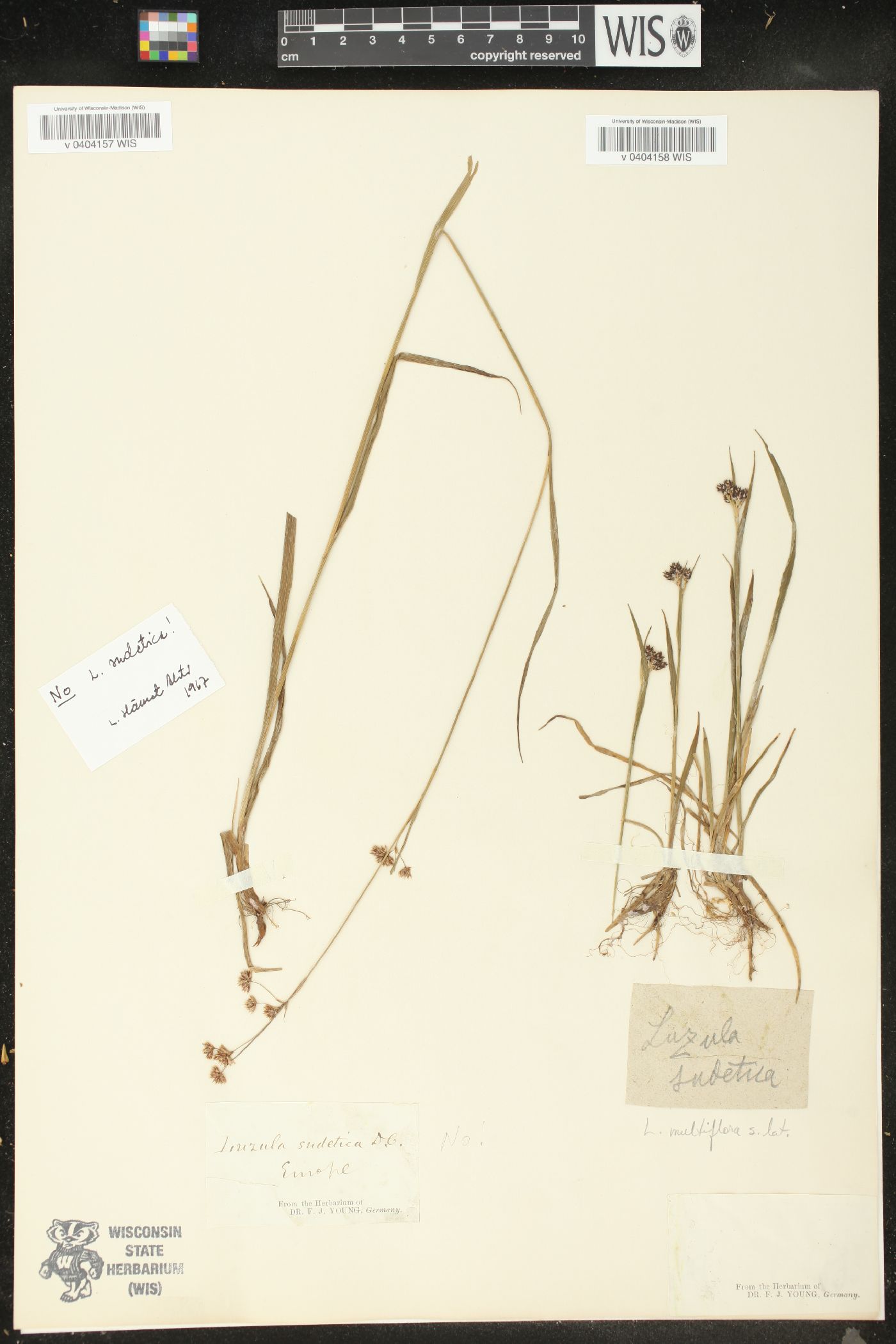 Luzula multiflora subsp. frigida image