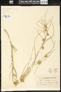Image of Acerates angustifolia