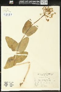 Asclepias amplexicaulis image