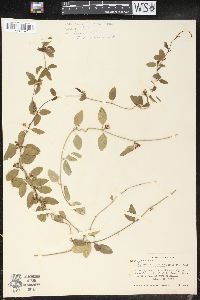 Media resource of Epicion northropiae