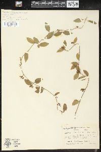 Epicion northropiae image