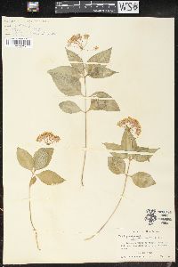 Asclepias quadrifolia image