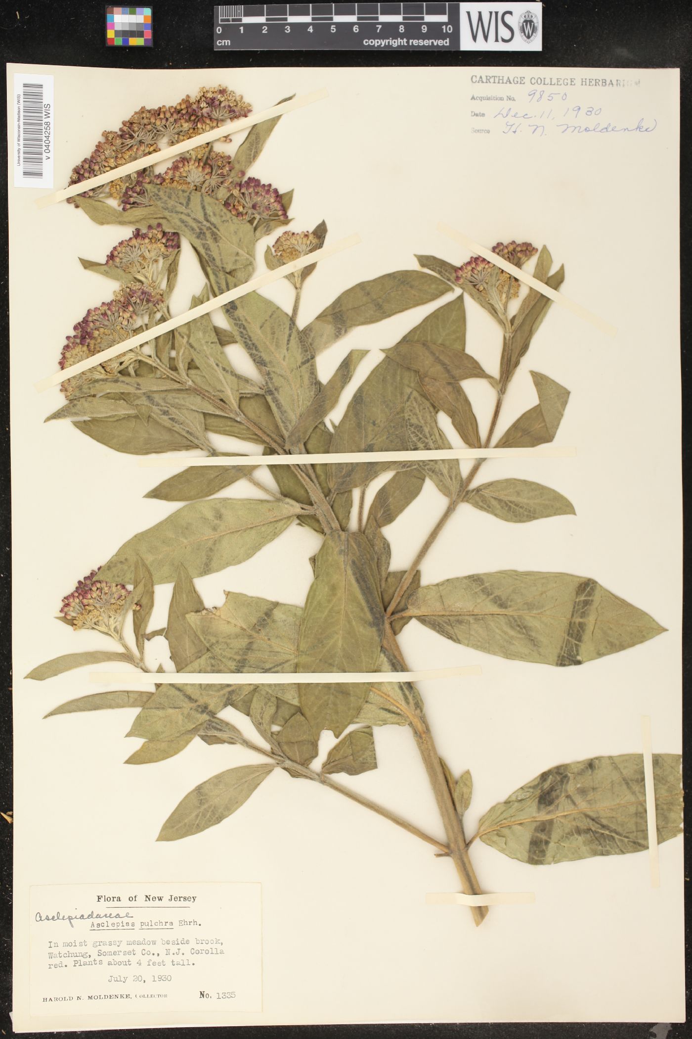 Asclepias pulchra image