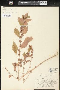 Acalypha virginica image