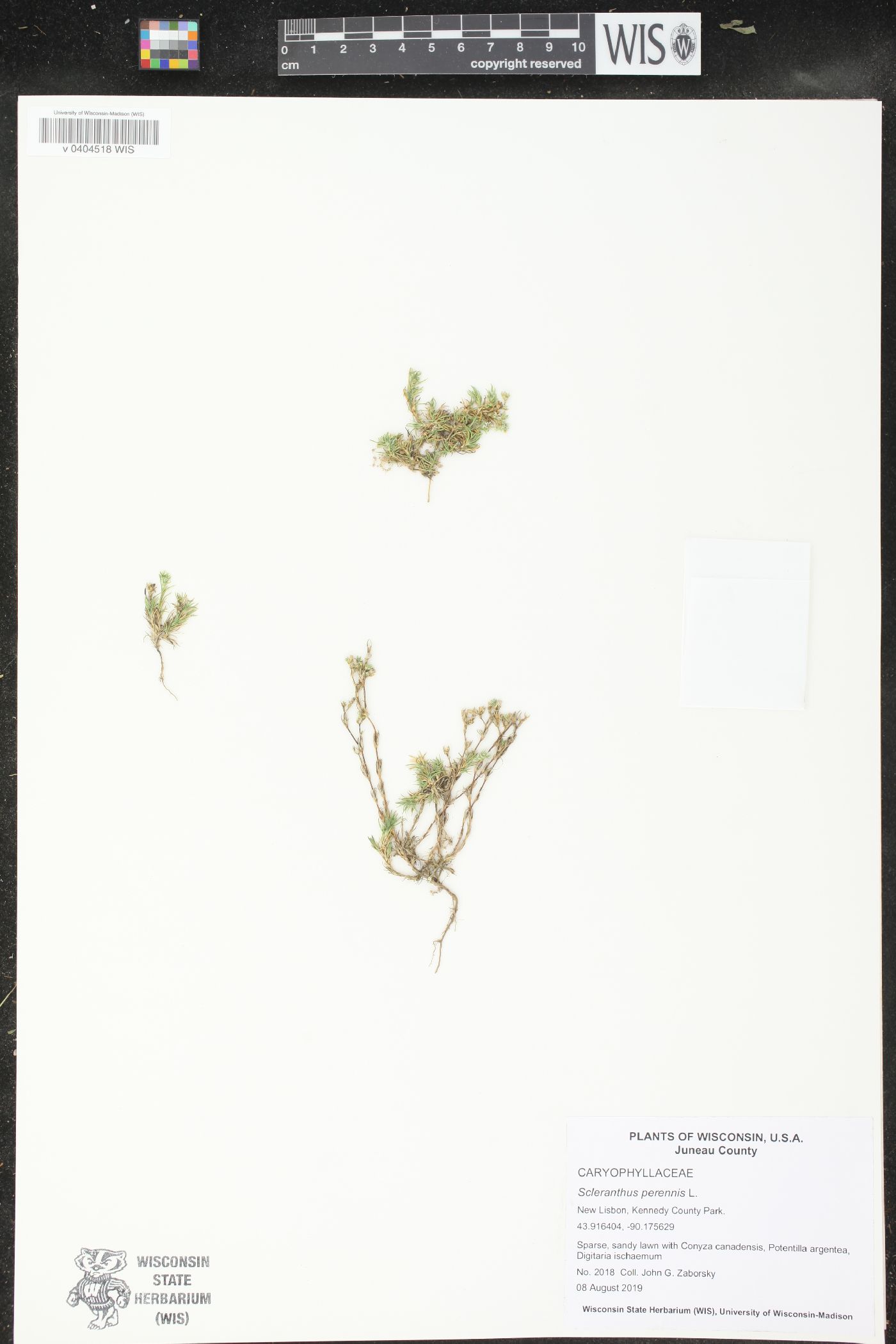 Scleranthus perennis image