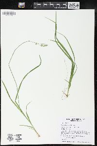 Carex deweyana image