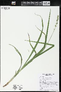 Carex sparganioides image