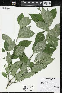 Euonymus europaeus image