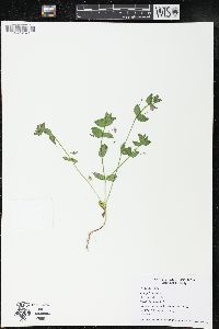 Lysimachia arvensis image