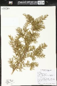 Taxus canadensis image