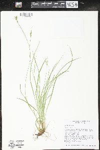 Carex peckii image