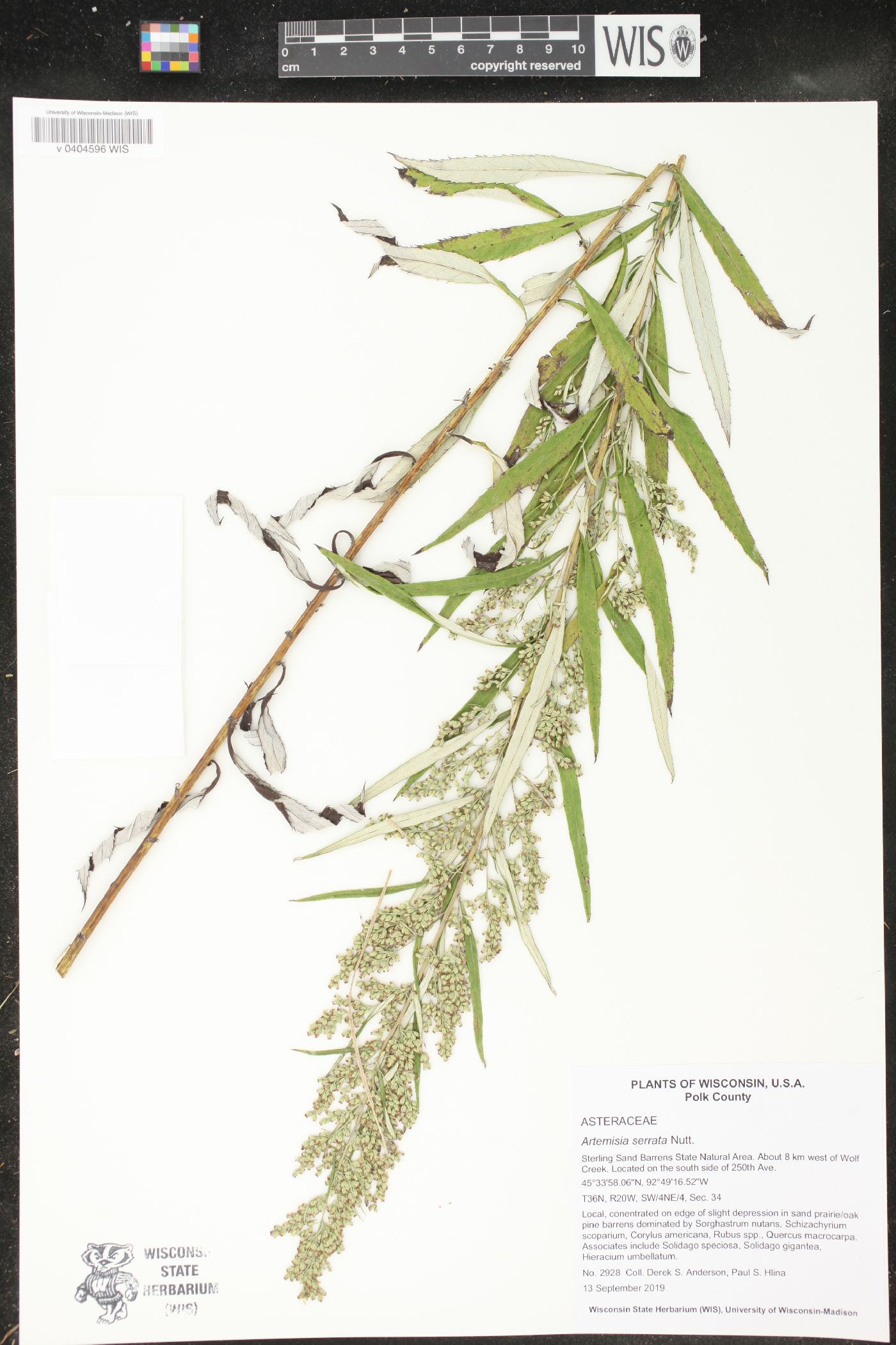 Artemisia serrata image