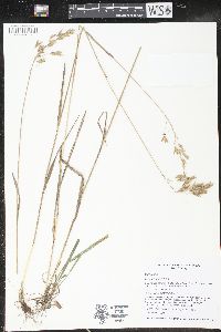 Bromus kalmii image