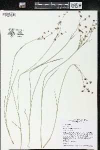 Juncus articulatus image