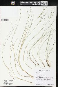 Juncus articulatus image