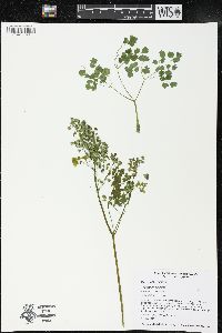 Thalictrum dioicum image