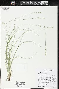 Carex radiata image