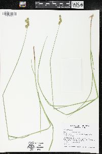 Carex brevior image