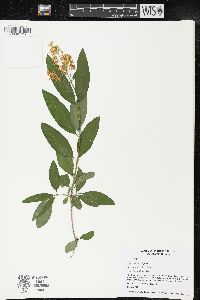 Ligustrum vulgare image