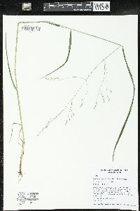 Festuca subverticillata image