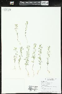 Chaenorhinum minus image