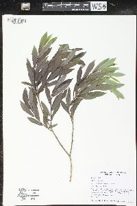 Salix purpurea image