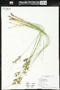 Juncus compressus image