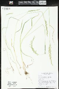 Sphenopholis intermedia image