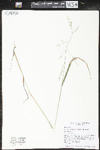 Festuca subverticillata image