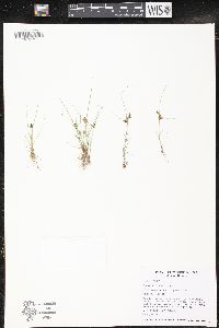 Cyperus diandrus image