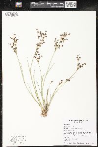 Juncus articulatus image