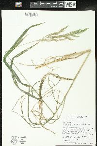 Cinna arundinacea image