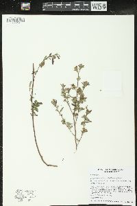 Crocanthemum bicknellii image