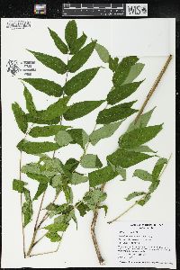 Ailanthus altissima image