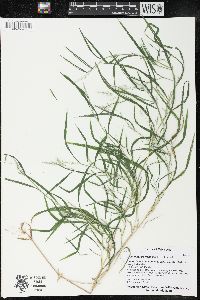 Muhlenbergia frondosa image