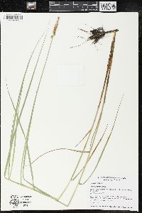 Carex prairea image