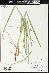 Carex sparganioides image