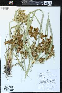 Cyperus erythrorhizos image