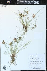 Cyperus diandrus image