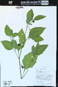 Solanum emulans image