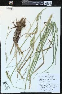 Carex trichocarpa image