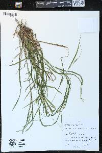 Carex grisea image