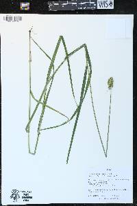 Carex cristatella image