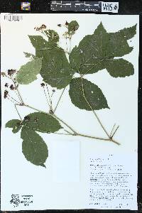 Rubus caesius image